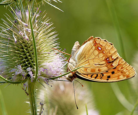 Fabriciana adippe cleodoxa